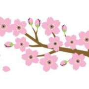 ヒメ日記 2025/03/21 10:18 投稿 みゆな 厚木人妻城