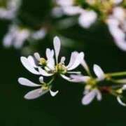 ヒメ日記 2025/03/21 22:18 投稿 みゆな 厚木人妻城