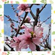 ヒメ日記 2025/03/30 12:06 投稿 しのぶ 熟女総本店