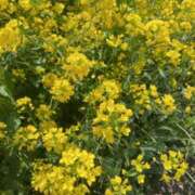 ヒメ日記 2025/04/10 12:23 投稿 みのり☆☆★★★ デリヘル パイ