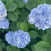 みのり☆☆★★★ 【紫陽花】 デリヘル パイ