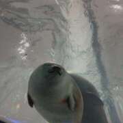 ヒメ日記 2025/03/20 12:17 投稿 琴葉/ことは ANEJE～アネージュ池袋～(ユメオト)