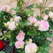 ヒメ日記 2025/11/30 14:06 投稿 りほ エディーズ