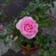 ヒメ日記 2025/03/22 18:00 投稿 市ノ瀬みや ホワイトハウス(曙町)