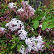 ヒメ日記 2025/04/23 19:20 投稿 市ノ瀬みや ホワイトハウス(曙町)