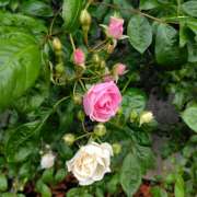 ヒメ日記 2025/05/09 09:25 投稿 市ノ瀬みや ホワイトハウス(曙町)