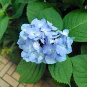 ヒメ日記 2026/06/13 09:55 投稿 市ノ瀬みや ホワイトハウス(曙町)