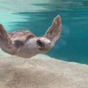 ヒメ日記 2025/07/24 19:59 投稿 さき 白い巨乳