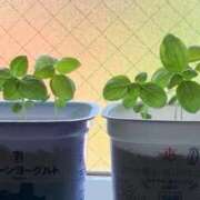 ヒメ日記 2025/09/11 09:29 投稿 さき 白い巨乳