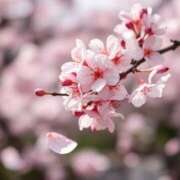 ヒメ日記 2025/03/31 13:18 投稿 沖田あずみ 五十路マダム 岐阜店