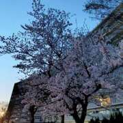 ヒメ日記 2025/04/04 20:32 投稿 沖田あずみ 五十路マダム 岐阜店