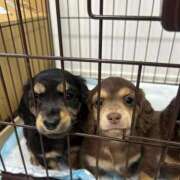 ヒメ日記 2025/04/03 15:48 投稿 椿なぎ 恋する妻たち