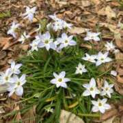 ヒメ日記 2025/04/07 14:58 投稿 椿なぎ 恋する妻たち