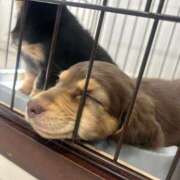 ヒメ日記 2025/04/18 08:41 投稿 椿なぎ 恋する妻たち