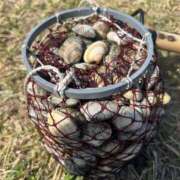 ヒメ日記 2025/05/04 14:28 投稿 椿なぎ 恋する妻たち