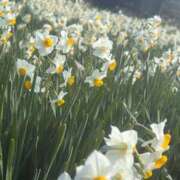 ヒメ日記 2026/01/18 19:18 投稿 椿なぎ 恋する妻たち