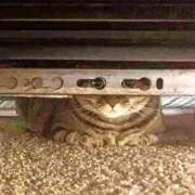 ヒメ日記 2026/02/17 11:48 投稿 椿なぎ 恋する妻たち