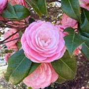 ヒメ日記 2026/04/04 08:58 投稿 椿なぎ 恋する妻たち