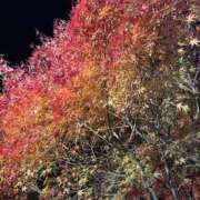 ヒメ日記 2024/12/05 14:04 投稿 志乃(しの) Chaleur (シャルール)