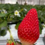 ヒメ日記 2025/03/01 21:56 投稿 志乃(しの) Chaleur (シャルール)