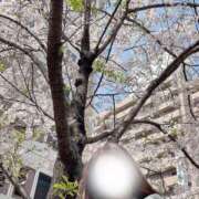 ヒメ日記 2025/04/08 16:20 投稿 志乃(しの) Chaleur (シャルール)