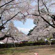 ヒメ日記 2025/04/29 10:47 投稿 志乃(しの) Chaleur (シャルール)