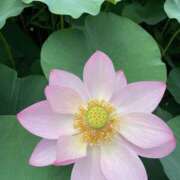 ヒメ日記 2025/06/24 17:28 投稿 志乃(しの) Chaleur (シャルール)