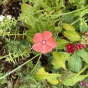 ヒメ日記 2025/10/15 07:41 投稿 志乃(しの) Chaleur (シャルール)