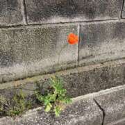 志乃(しの) 会いたい人に会える場所♡ Chaleur (シャルール)