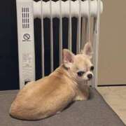 ヒメ日記 2025/05/13 18:27 投稿 スズノ ドMなバニーちゃん水戸店