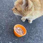 ヒメ日記 2025/04/30 18:04 投稿 サヤカ ドMなバニーちゃん水戸店