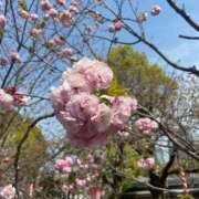 ヒメ日記 2025/04/10 15:16 投稿 しおん スパーク日本橋