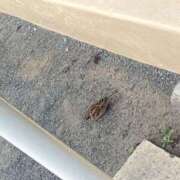 ヒメ日記 2025/03/26 17:34 投稿 りお ベイビーモコ