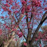 ヒメ日記 2025/03/27 15:00 投稿 りお ベイビーモコ