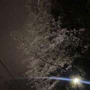 ヒメ日記 2025/04/17 11:11 投稿 りお ベイビーモコ