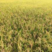 ヒメ日記 2025/06/10 08:01 投稿 りお ベイビーモコ