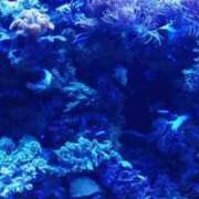 ヒメ日記 2025/07/07 17:00 投稿 りお ベイビーモコ