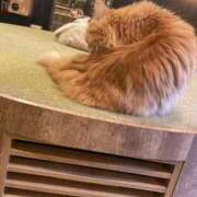 ヒメ日記 2025/07/12 08:00 投稿 りお ベイビーモコ