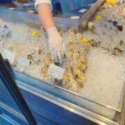 ヒメ日記 2025/07/26 10:01 投稿 りお ベイビーモコ