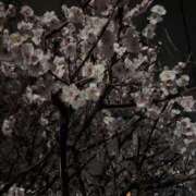 ヒメ日記 2026/03/01 12:02 投稿 りお ベイビーモコ