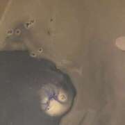 ヒメ日記 2025/11/30 18:50 投稿 すみれ 大和人妻城