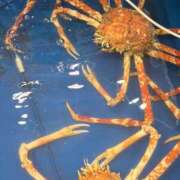 ヒメ日記 2026/04/18 11:06 投稿 すみれ 大和人妻城