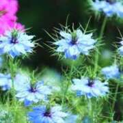 ゆきな 【🌼🌼🌼】 ドリーム水戸