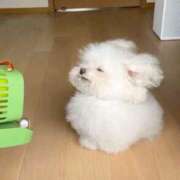 ヒメ日記 2025/02/06 12:04 投稿 かなめ 新宿ハンドメイド