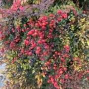 ヒメ日記 2024/12/24 09:22 投稿 坂野はるよ 五十路マダム愛されたい熟女たち 津山店