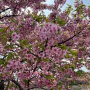 ヒメ日記 2025/03/27 19:56 投稿 坂野はるよ 五十路マダム愛されたい熟女たち 津山店