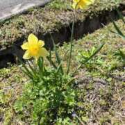 ヒメ日記 2025/04/03 12:10 投稿 坂野はるよ 五十路マダム愛されたい熟女たち 津山店