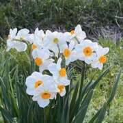 ヒメ日記 2025/04/17 10:18 投稿 坂野はるよ 五十路マダム愛されたい熟女たち 津山店