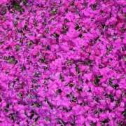 ヒメ日記 2025/04/24 13:54 投稿 坂野はるよ 五十路マダム愛されたい熟女たち 津山店