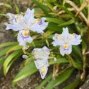 ヒメ日記 2025/04/25 09:26 投稿 坂野はるよ 五十路マダム愛されたい熟女たち 津山店